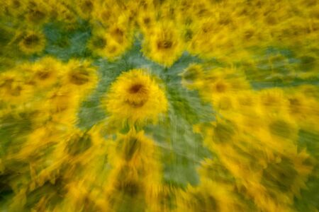 Abstract camera zoom background of field of large yellow sunflowersの写真素材