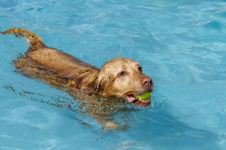 Golden Retriever dog playing fetch in water of pool with tennis ball in mouthの写真素材