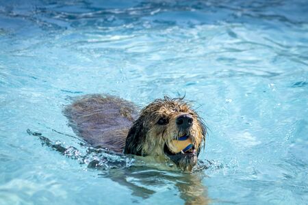 Small shaggy dog playing fetch with ball in swimming pool waterの写真素材