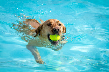 Labrador Retriever swimming in water of pool with tennis ball in mouthの写真素材