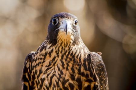 Close up of immature peregrine falcon facing forward staringの写真素材
