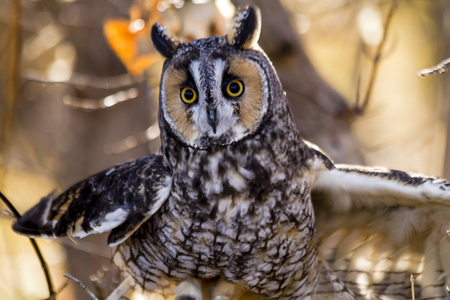 Long eared owl flapping wings in tree on fall morningの写真素材