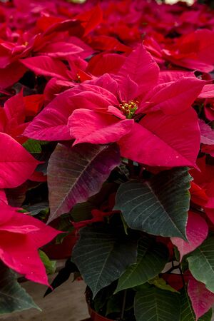 Display of many bright red Christmas poinsettia plantsの写真素材