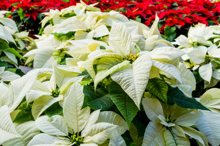 Display of many white poinsettia flowering plants in natural lightの写真素材