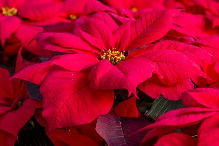 Traditional red poinsettias Christmas flowering plantsの写真素材