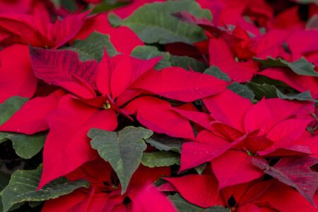 Many bright red Christmas poinsettia plants in bloomの写真素材