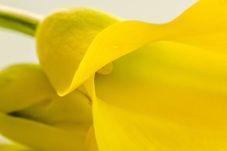 Yellow calla lily bloom on white backgroundの写真素材