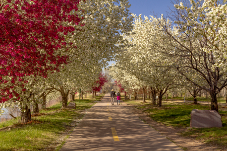 Senior couple taking a walk holding hands on a urban hiking path lined with blooming crab apple trees in late afternoon sunlightの写真素材