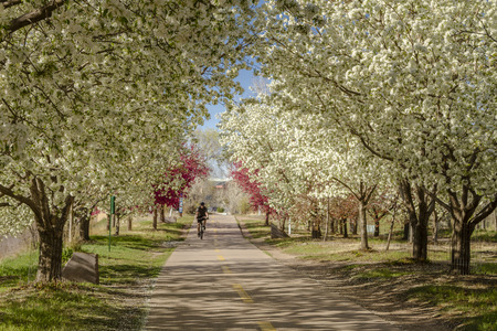 Biker riding on bike path in urban setting lined with blooming crab apple trees in late afternoon lightの写真素材