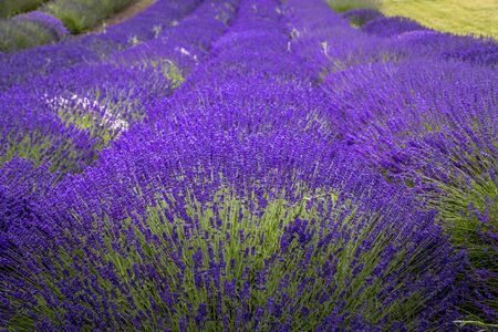 Rows of purple lavender blooming in field on lavender farmの写真素材