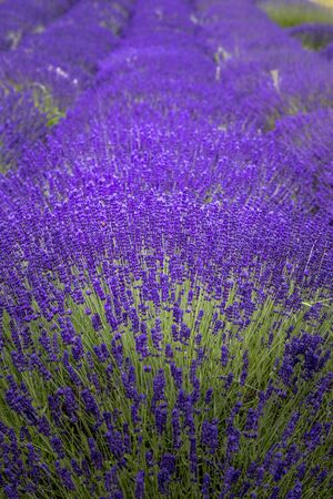 Close up of row of purple lavender blooming on lavender farmの写真素材