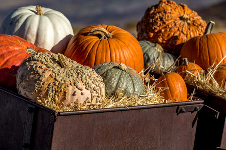 Close up of colorful fall decor display with variety of pumpkins in straw on sunny autumn morning