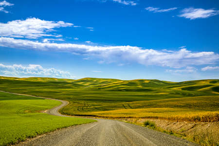 Summer blue skies over rolling fields of argricuture fields in eastern Washington State in the Palouse region, with dirt road leading through the landscapeの写真素材