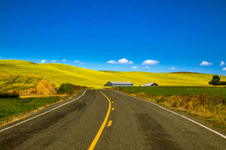 Rural highway running through agriculture fields filled with yellow canola crop in eastern Washingston state in the Palouse regionの写真素材