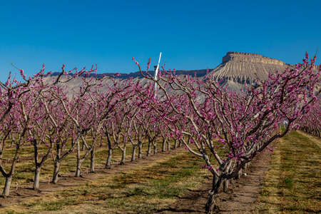 Rows of blooming peach trees in Colorado orchard overlooking Mount Garfield near Grand Junction Coloradoの写真素材