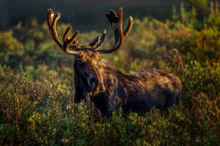 Very large bull moose standing in willow bushes near shoreline of mountain lake with early morning sunlight illuminating his face and large antlers in full summer velvetの写真素材