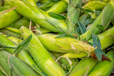 Fresh husks of locally grown yellow corn in a bin for sale at a local farmers marketの写真素材