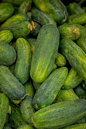 Bin of fresh grown pickles on display for sale at local farmers market on summer morningの写真素材