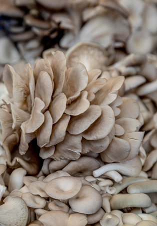 Close up of fresh oyster mushrooms for sale at outdoor farmer market