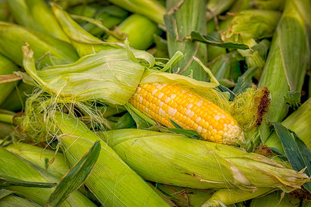 Bicolor corn husks freshly picked in a bin for sale at local farmers market on summer morningの写真素材