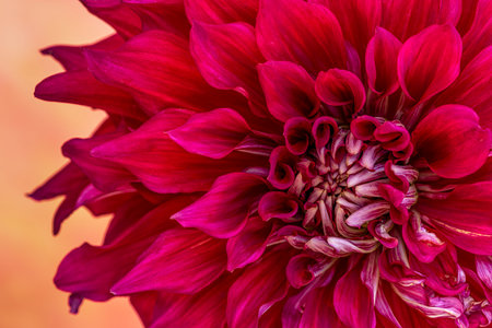 Close up of the center of a red and white Dahlia flower blossom with hints of purple with a blurred orange backgroundの写真素材