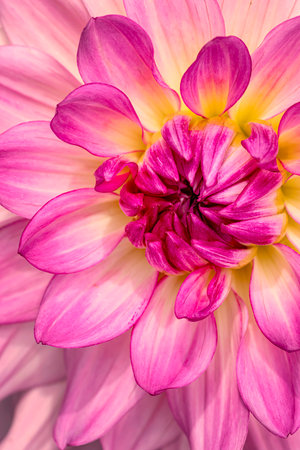 Close up of the inside of a pink, yellow and white Dahlia flower bloom in vertical orientationの写真素材