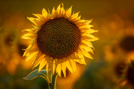 Yellow Sunflower bloom back lit by setting sun, close up with blurred field of many sunflowers in the background, horizontal orientationの写真素材