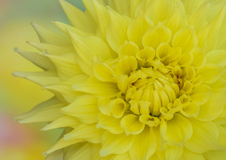 Close up of yellow Dahlia bloom with muticolored blurred background, horizontal orientationの写真素材