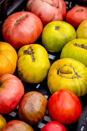 Heirloom tomatoes varieties in bin display for sale at outdoor local farmers market on summer morningの写真素材
