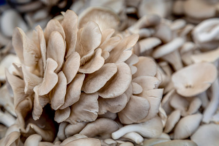 Fresh oyster mushrooms in a bin for sale at local outdoor farmers marketの写真素材