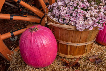 Pink pumpkin with bushel basket filled with pink mum flowers sitting on bale of hay in front of wago wheelの写真素材