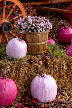 Fall decorative display of pink painted pumpkins and bushel basket filled with pink mum flowers sitting on bales of hay in front of a wagonの写真素材