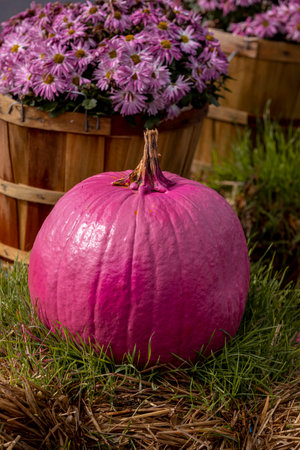 Single bright pink painted pumpkin sitting on a bale of hay in front of bushel baskets filled with pink mum flowersの写真素材