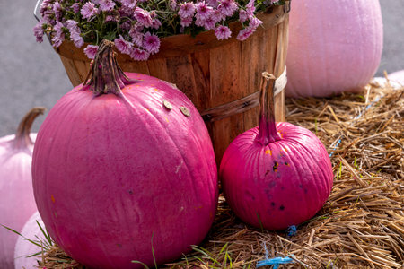 Large and small pink pumpkin sitting on hay bale in front of bushel basket filled with pink mum flowersの写真素材