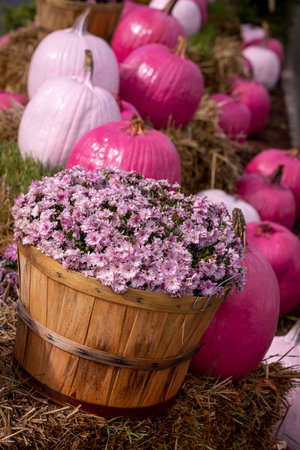 Bushel basket filled with pink mums and pink pumpkins sitting on bales of hay in a lineの写真素材
