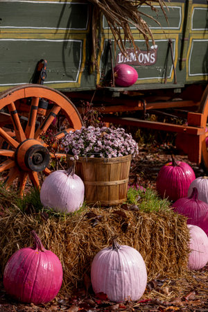 Autumn display of pink pumpkins, pink mums in a bushel basket sitting on a hay bale in front of a wagonの写真素材
