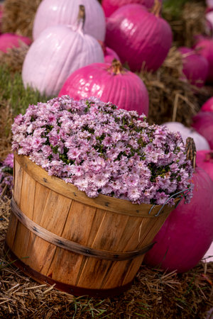 Close up of bushel basket filled with pink mums and pink pumpkins sitting on bales of hay in a lineの写真素材