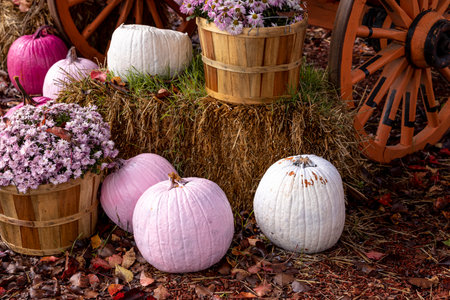 Fall decorative display with pink mum flowers in bushel basket surrounded by pink painted pumpkins on bales of hay in front of wagonの写真素材