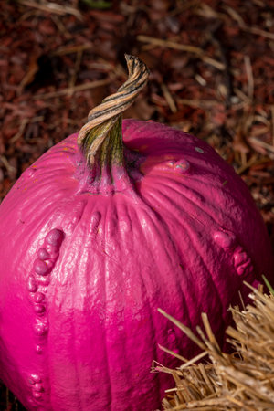Close up of bright pink painted warty pumpkin with twisted stem sitting in display with hayの写真素材