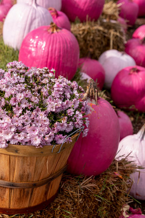 Bushel basket filled with pink mum flowers and pink pumpkins sitting on bales of hayの写真素材