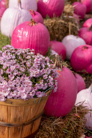 Close up of bushel basket filled with pink mums and pink pumpkins sitting on bales of hay in autumn displayの写真素材