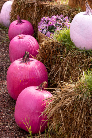 Line of bright pink pumpkins in front of bales of hay with bushel basket filled with pink mum flowersの写真素材