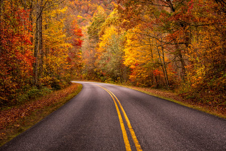 Autumn drive along the Blue Ridge Parkway in the Great Smoky Mountains during peak fall color with colorful changing leaves in forestの写真素材