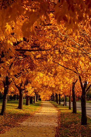 Curved cement walking path lined with ash trees that are changing colors for fall and glowing from evening sunlightの写真素材