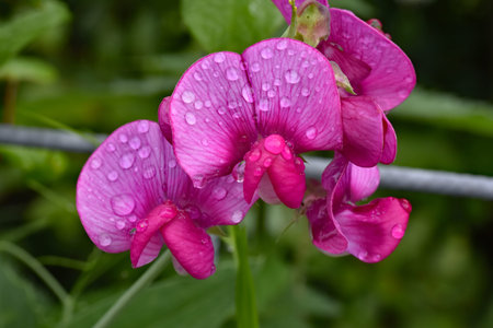 Flowering lathyrus after a rain shower