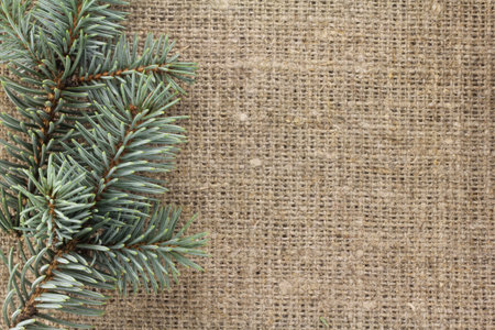 Pine branches on a background of natural gray fabricの写真素材