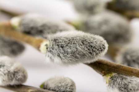 Branch pussy willow buds on white background