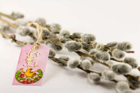 Branch pussy willow buds on white background