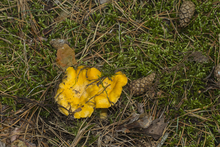 Mushrooms Chanterelle in their natural site growthの写真素材