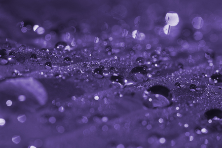 Morning dew toned in ultra violetの写真素材